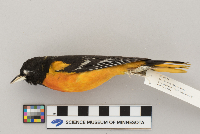 Icterus galbula image