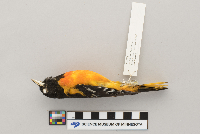 Icterus galbula image
