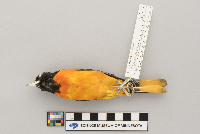 Icterus galbula image
