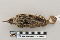 Sturnella neglecta image