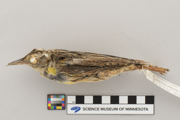 Sturnella neglecta image