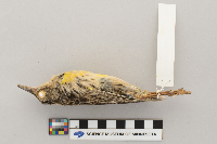 Sturnella neglecta image