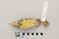 Sturnella neglecta image