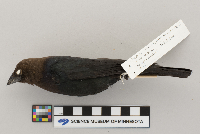 Molothrus ater image