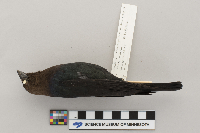 Molothrus ater image