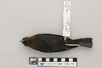 Molothrus ater image