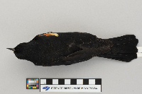 Agelaius phoeniceus image