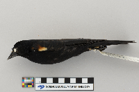 Agelaius phoeniceus image