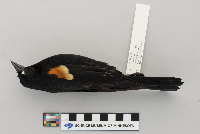 Agelaius phoeniceus image