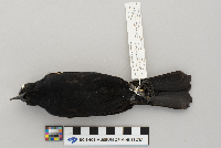 Agelaius phoeniceus image