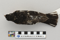 Pheucticus ludovicianus image