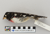 Pheucticus ludovicianus image