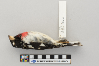 Pheucticus ludovicianus image