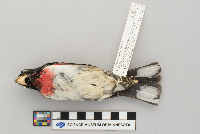 Pheucticus ludovicianus image