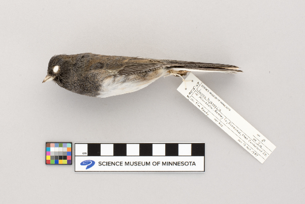 Junco image