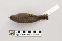 Junco hyemalis image