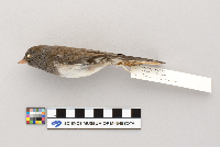 Junco hyemalis image