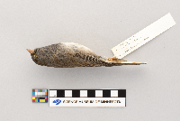 Junco hyemalis image