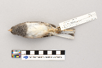 Junco hyemalis image