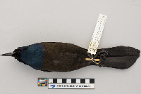 Quiscalus quiscala image