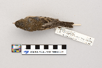 Junco hyemalis image