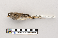 Junco hyemalis image