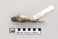 Junco hyemalis image