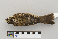 Pheucticus ludovicianus image
