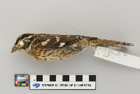 Pheucticus ludovicianus image