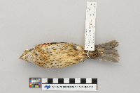 Pheucticus ludovicianus image