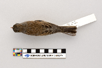 Junco hyemalis image