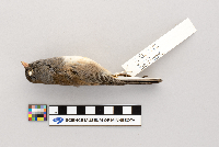 Junco hyemalis image