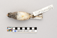 Junco hyemalis image