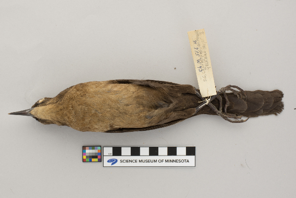 Quiscalus image