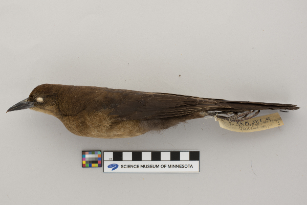 Icteridae image