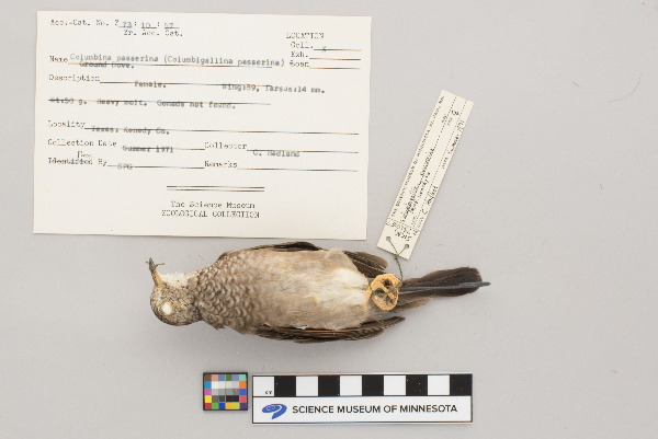 Columbina passerina image