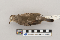 Columbina passerina image
