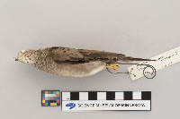 Columbina passerina image