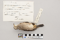 Image of Columbina passerina
