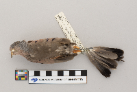 Columbina passerina image