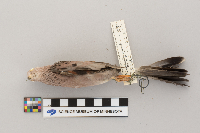 Columbina passerina image