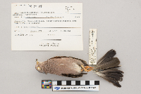 Columbina passerina image