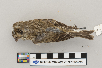 Carpodacus purpureus image