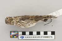 Carpodacus purpureus image