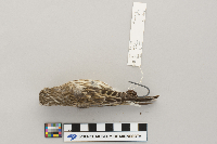 Carpodacus purpureus image