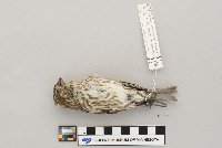 Carpodacus purpureus image