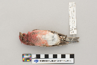 Carpodacus purpureus image