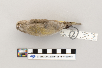 Loxia curvirostra image
