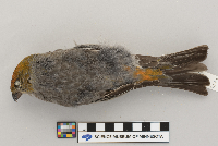 Pinicola enucleator image