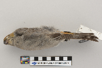 Pinicola enucleator image